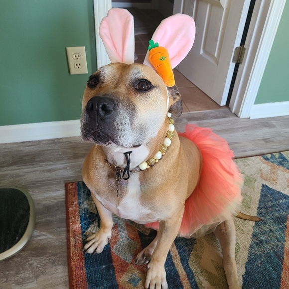 Meet your Posher, Lisa - Picture 3 of 8